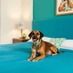 Hoteles Pet Friendly en Amatlán de Quetzalcóatl