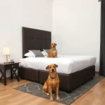 Hoteles Pet Friendly en Aquiles Serdán