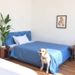 Hoteles Pet Friendly en Cd y Puerto