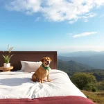 Hoteles Pet Friendly en Cholula de Rivadavia
