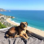 Hoteles Pet Friendly en Coaxcomac