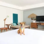 Hoteles Pet Friendly en Cozumel