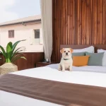 Hoteles Pet Friendly en El Rosario