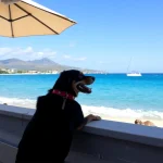Hoteles Pet Friendly en Guaymas