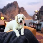 Hoteles Pet Friendly en Heroica Caborca