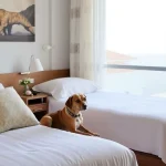 Hoteles Pet Friendly en Plutarco Elías Calles