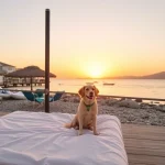 Hoteles Pet Friendly en Puerto Marqués