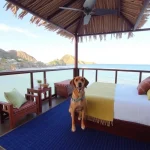 Hoteles Pet Friendly en Rincón de Guayabitos