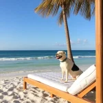Hoteles Pet Friendly en Riviera Maya