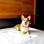 Hoteles Pet Friendly en San Bernardino Tlaxcalancingo