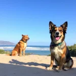 Hoteles Pet Friendly en San Ignacio