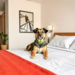 Hoteles Pet Friendly en San Javier