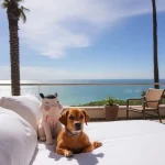Hoteles Pet Friendly en San José Vista Hermosa