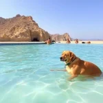 Hoteles Pet Friendly en Sinaloa de Leyva