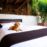 Hoteles Pet Friendly en Taxco de Alarcón