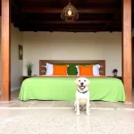 Hoteles Pet Friendly en Zamora de Hidalgo