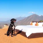 Hoteles Pet Friendly en Zitácuaro