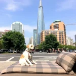 Hoteles Pet Friendly en Zona Centro