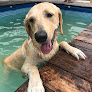 Hoteles pet friendly Royal Pets Resort en Tampico en Tamps.