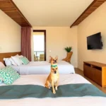 Hoteles Pet Friendly en Ensenada Blanca, Baja California Sur