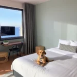 Hoteles Pet Friendly en Las Jarretaderas, Nayarit