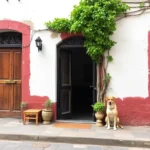 Hoteles Pet Friendly en Oaxaca City, Oaxaca