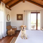 rancho-viejo