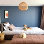 Hoteles Pet Friendly en San Felipe, Baja California