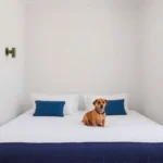 Hoteles Pet Friendly en San Nicolás de los Garza, Nuevo León