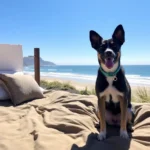 Hoteles Pet Friendly en San Quintín, B.C.