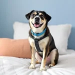 Hoteles Pet Friendly en Tijuana, B.C.