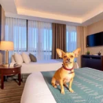 Best Western Plus Chihuahua Juventud - Hotel Pet Friendly en Chihuahua