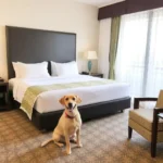 Camino Real Puebla Angelópolis - Hotel Pet Friendly en Heroica Puebla de Zaragoza