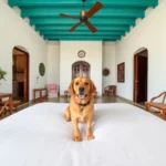 Casa Alegría - Hotel Pet Friendly en Mérida