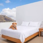 Chiapas Hotel Express - Hotel Pet Friendly en Tuxtla Gutiérrez