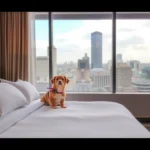 Chn Hotel Monterrey Centro - Hotel Pet Friendly en Monterrey