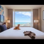 City Express By Marriott Veracruz - Hotel Pet Friendly en Boca del Río