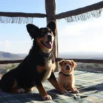 Corazón De Xoconostle Tours - Hotel Pet Friendly en San Luis Potosí
