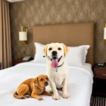 Courtyard By Marriott Saltillo - Hotel Pet Friendly en Saltillo