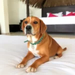 Dorados Conventions & Resort - Hotel Pet Friendly en Oaxtepec