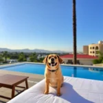 Fiesta Inn Aguascalientes - Hotel Pet Friendly en Aguascalientes
