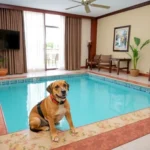 Fiesta Inn Veracruz Boca Del Río - Hotel Pet Friendly en Veracruz