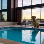 Grand Fiesta Americana Puebla Angelópolis - Hotel Pet Friendly en Heroica Puebla de Zaragoza