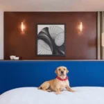 Hampton By Hilton Veracruz Boca Del Rio - Hotel Pet Friendly en Boca del Río