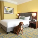 Holiday Inn Express Merida Centro - Hotel Pet Friendly en Mérida