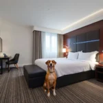 Holiday Inn Express Xalapa By Ihg - Hotel Pet Friendly en Xalapa-Enríquez