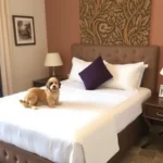 Hospedaje Los Pavo Reales - Hotel Pet Friendly en Tepoztlán
