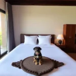 Hotel - Hotel Pet Friendly en Morelia