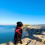 Hotel Alcatraz - Hotel Pet Friendly en La Paz