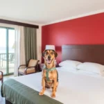 Hotel Alcatraz San Carlos - Hotel Pet Friendly en Puerto San Carlos